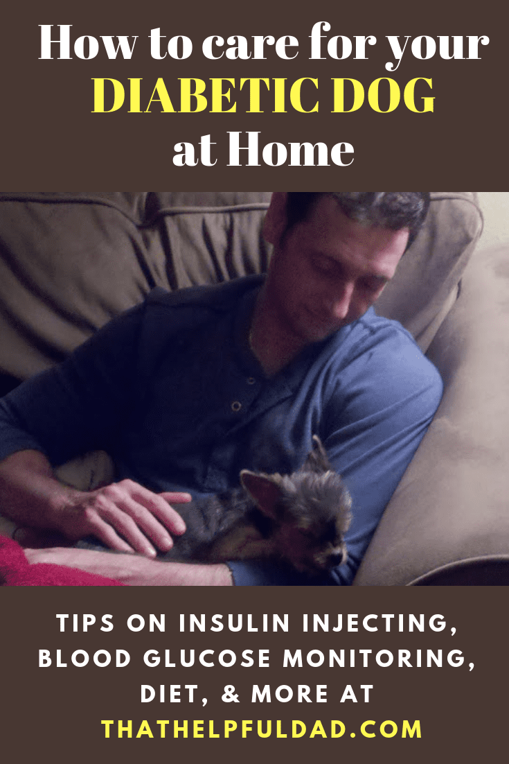 can i feed my dog between insulin shots