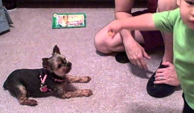 Dog Training: Hey, whose treats are those anyway?