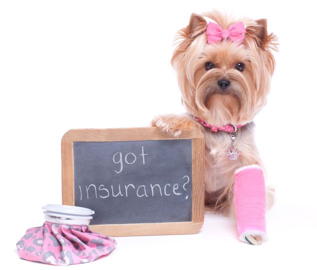 pet insurance